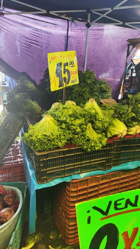 15: pza lechuga orejona segunda sección #subasta
