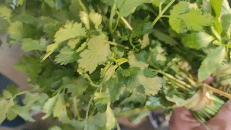 5: pieza de cilantro #I_121