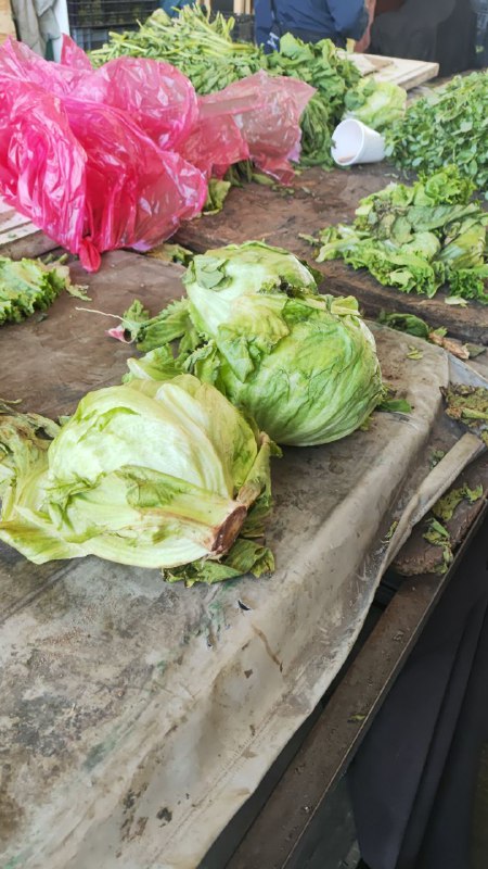 10: pza lechuga, 2x15 , #subasta tercera sección hasta el fondo