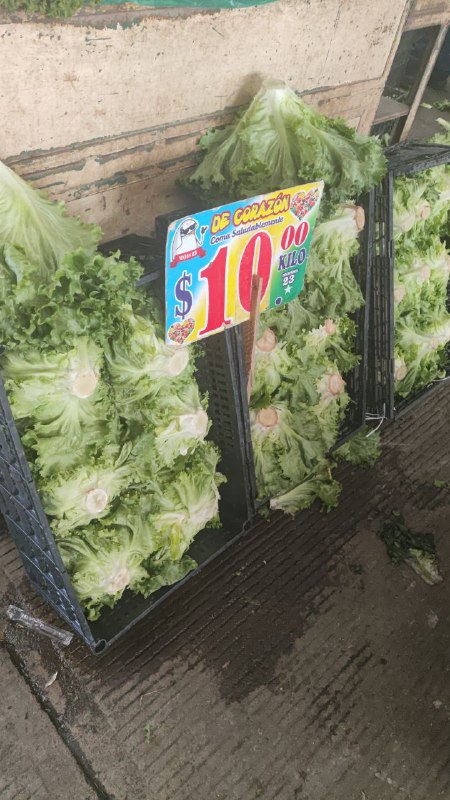 10: pza lechuga orejona tercera sección #subasta