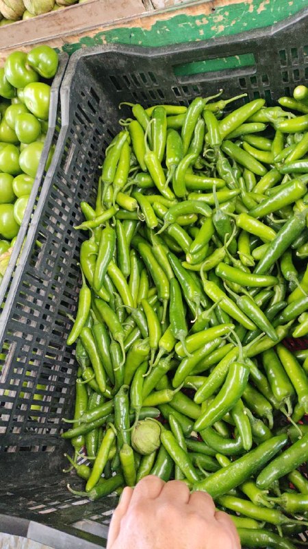 40: kilo chile serrano #subasta tercera sección