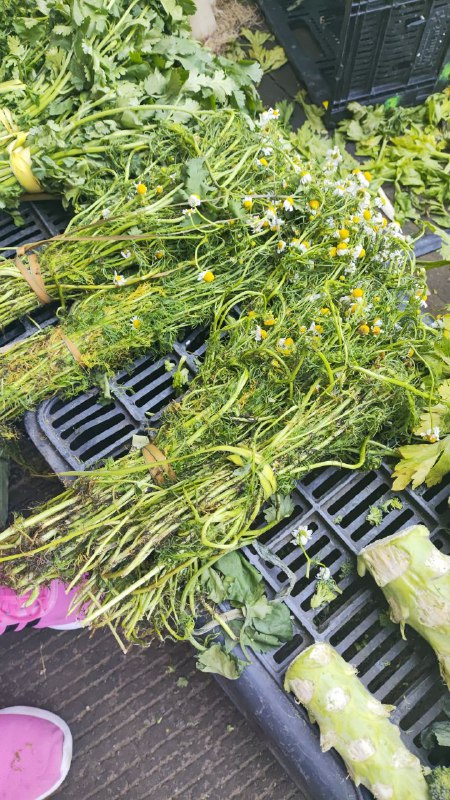 10: pza manzanilla segunda sección # subasta