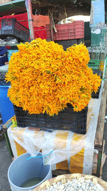 60: kilo de coliflor primera sección #subasta