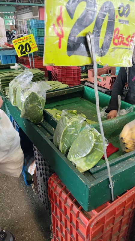 20: bolsa nopal primera sección en #subasta
