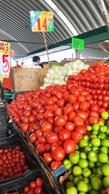 14: kilo cebolla tercera sección #subasta
