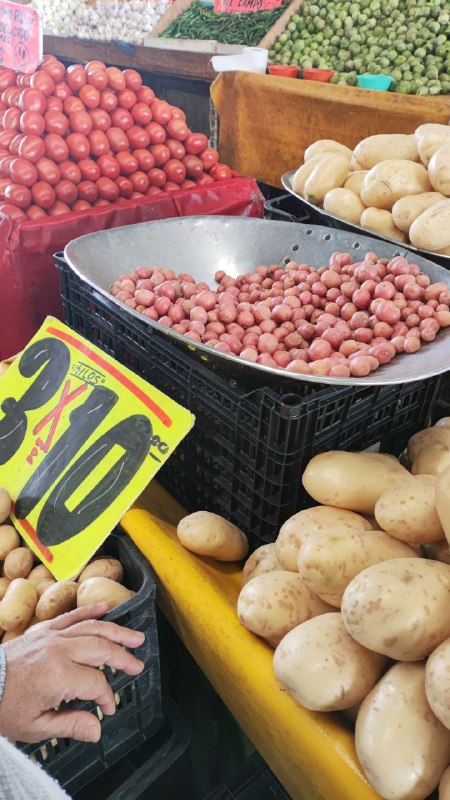 40: kilo papa cambray tercera sección #subasta