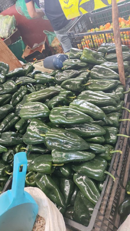 26: chile ancho tercera sección #subasta