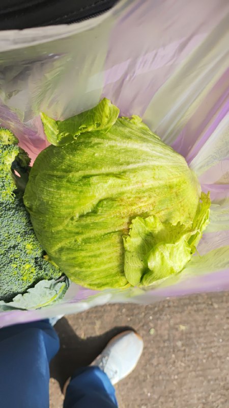 15: pza lechuga tercera sección #subasta