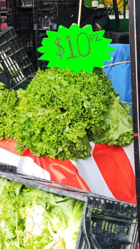 10: lechuga orejona #subasta segunda sección