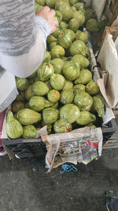18: calabaza bola kilo en #subasta primera sección