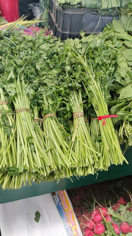 15: pza de cilantro segunda sección #subasta