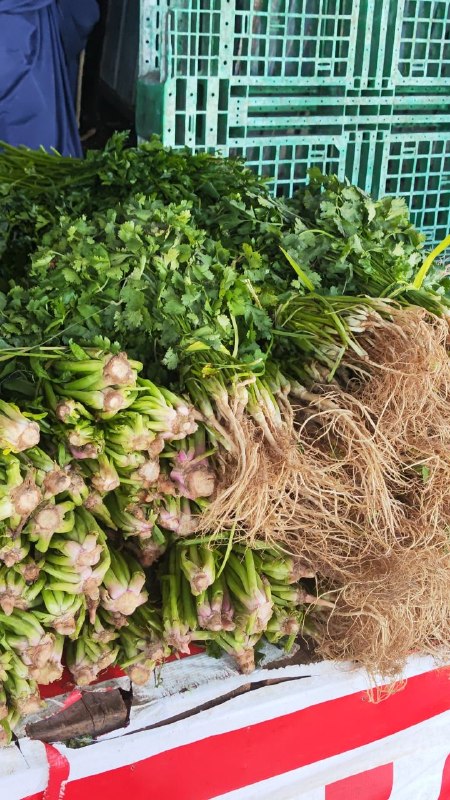 5: pza cilantro segunda sección #subasta