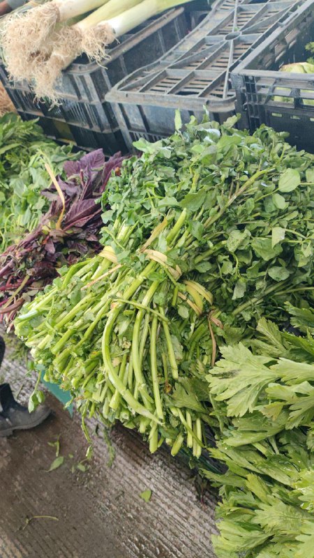 15: pza berros tercera sección #subasta