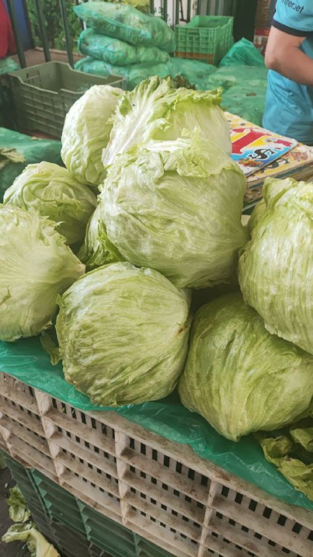 10: pza lechuga romana tercera sección #subasta