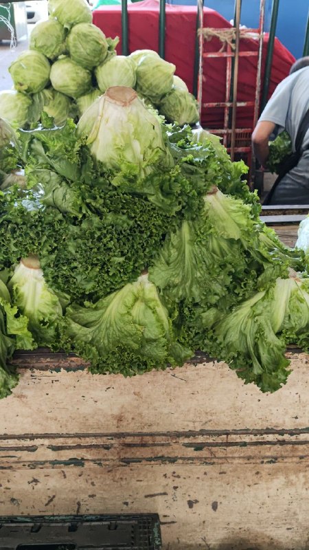 10: pza lechuga italiana #subasta tercera sección