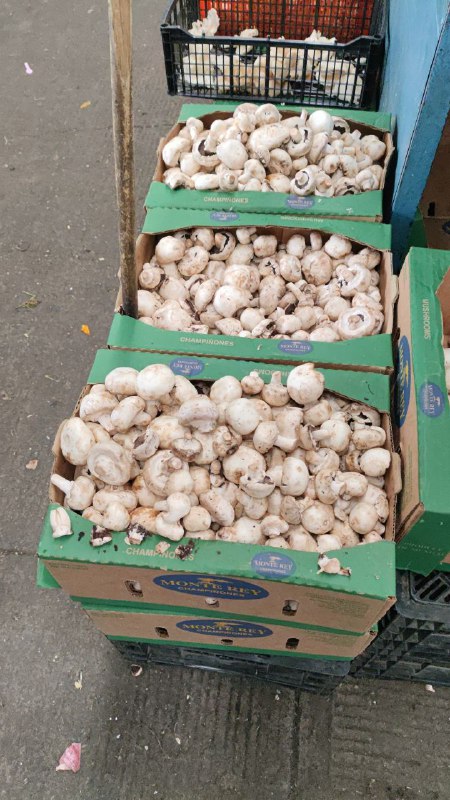 60: kilo de champiñones # subasta segunda sección